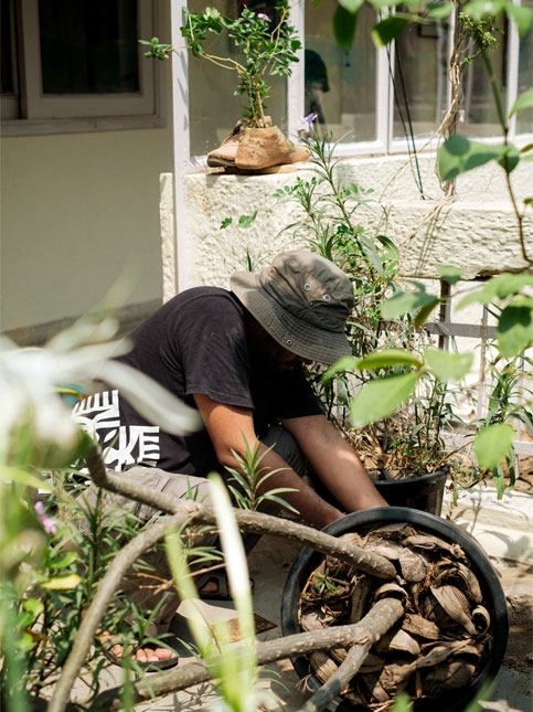 Repotting the Champa by first cleaning the base of the pot where the roots have pushed its way through the base - Beautiful Homes