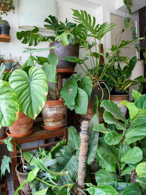 Vibrant Indoor Plant Collection with Various Leaf Shapes and Textures – Beautiful Homes
