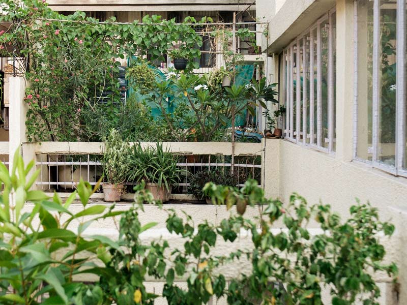Balcony garden with potted plants and creepers in an urban setting – Beautiful Homes