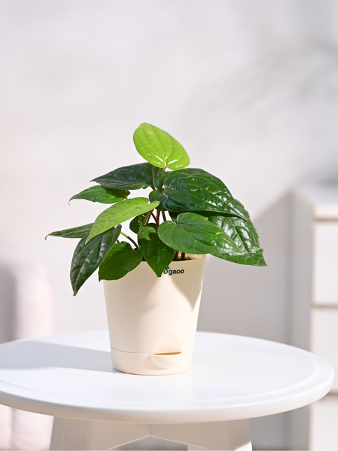 Betel leaf plant in a cream pot on a white table – Beautiful Homes