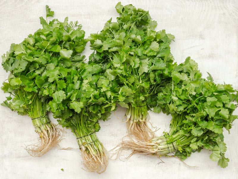 Fresh coriander bunches with roots placed on a rustic white background – Beautiful Homes