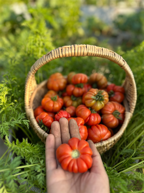 Hand holding an heirloom tomato with a basket full of tomatoes in a garden – Beautiful Homes