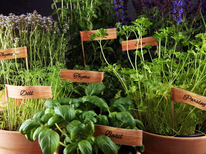 Herb garden with labeled clay pots featuring basil, thyme, parsley, and dill – Beautiful Homes