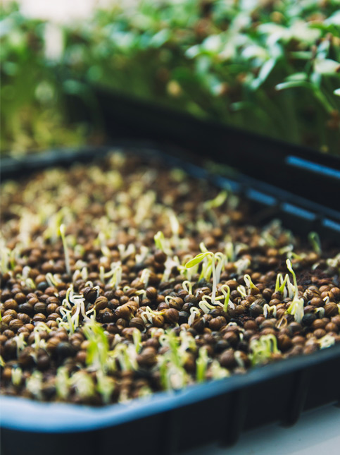 Herb seedlings sprouting in a tray for home gardening – Beautiful Homes