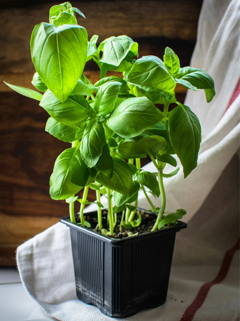 Indoor basil plant in a black plastic pot on a kitchen counter – Beautiful Homes