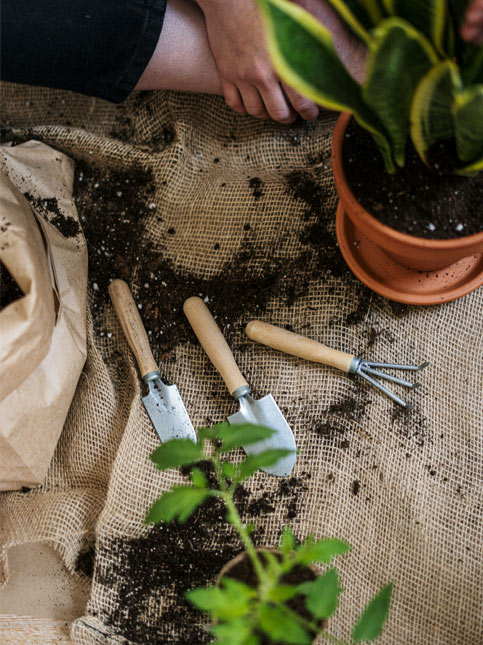 Indoor gardening with potting tools, soil, and houseplants – Beautiful Homes