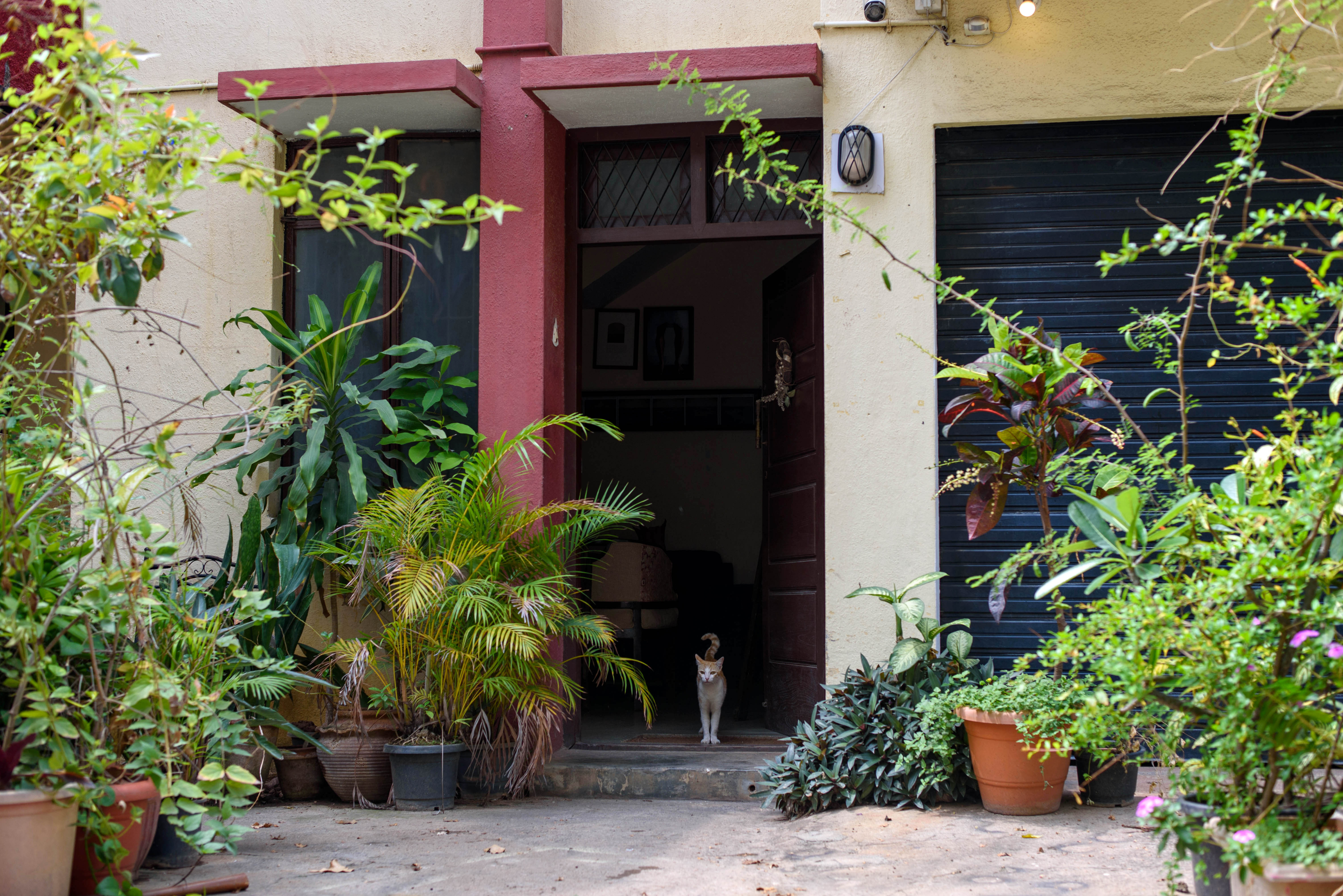 Courtyard garden with potted plants and a cat at the entrance of Kanike Studio – Beautiful Homes
