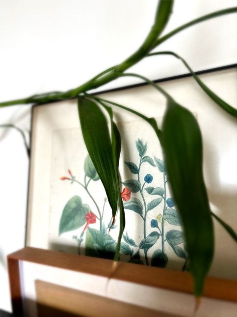 Botanical Wall Décor Meets Indoor Plant Styling - Beautiful Homes