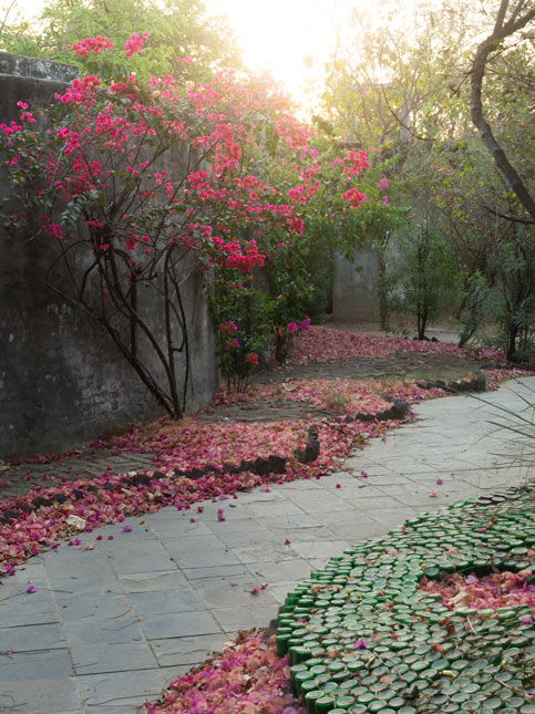 Blooming bougainvillea – Beautiful Homes