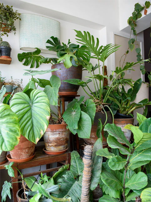 Indu Antony tending to her plant corner – Beautiful Homes