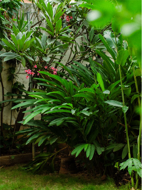 A stretch of her lush green garden - Beautiful Homes