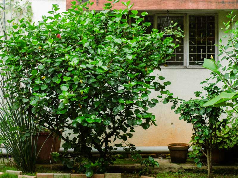 For Rohita Madappa, a room of one's own translates to sunlight and soil, not doors or latches - Beautiful Homes