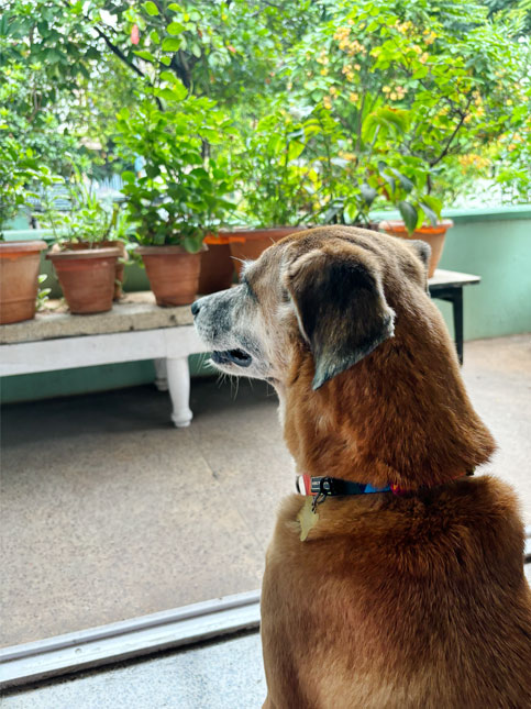 Sophie, claiming the balcony as a planet of her own - Beautiful Homes