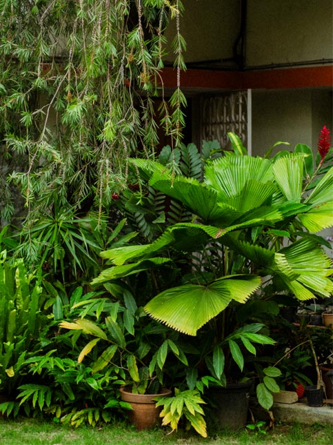 The garden Rohita tends, her room under the sky - Beautiful Homes