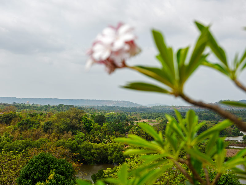 Lush green landscape view framed by flowering branches under a cloudy sky – Beautiful Homes