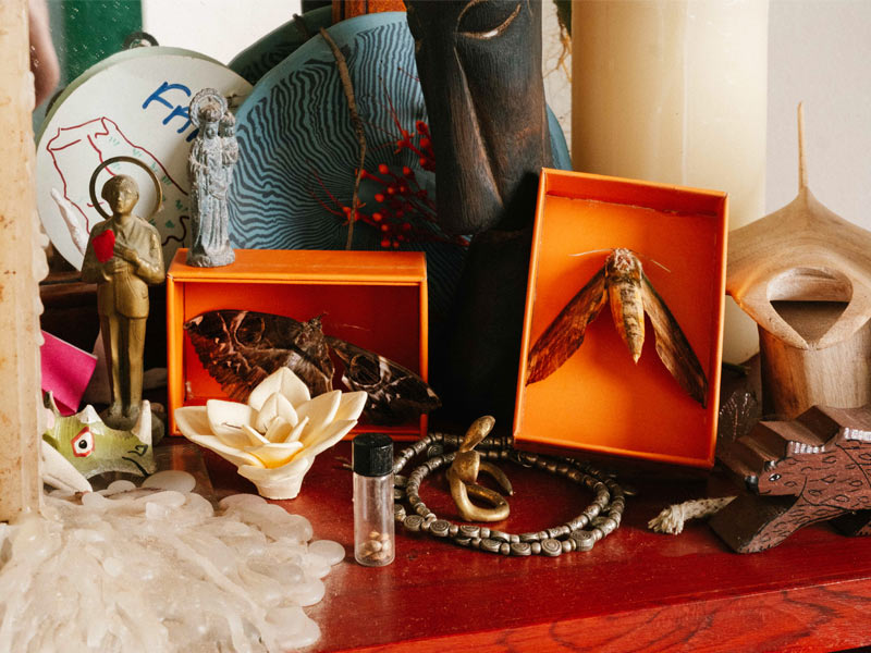 Moths and natural objects on shelf – Beautiful Homes