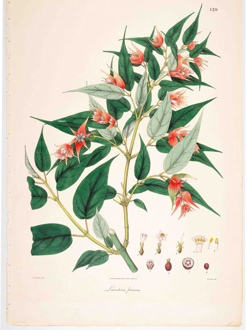 Paper Gardens – Beautiful Homes