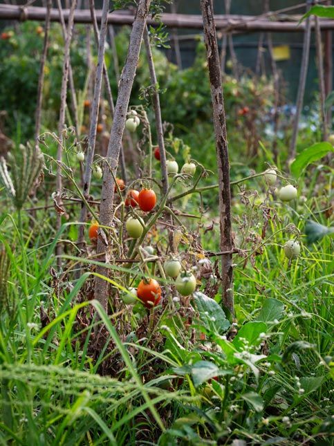 Home garden tomato plants with wooden support – Beautiful Homes