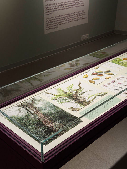 Nirupa Rao at MAP Bengaluru botanical art exhibition - Beautiful Homes