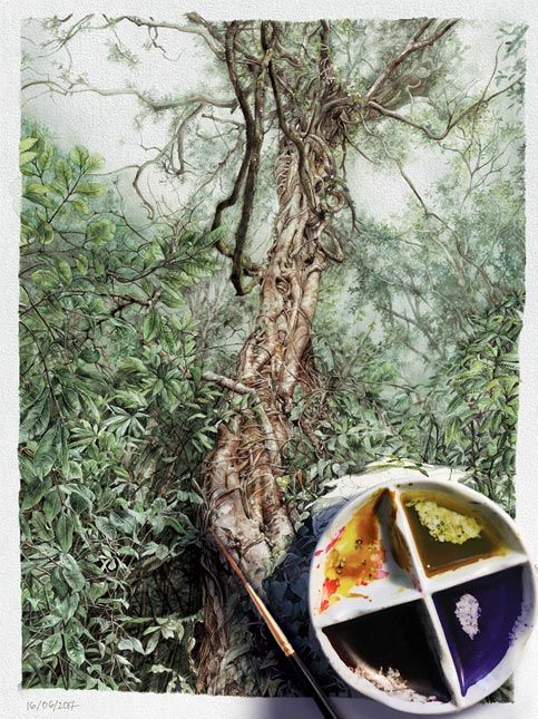 Nirupa Rao strangler fig botanical illustration - Beautiful Homes