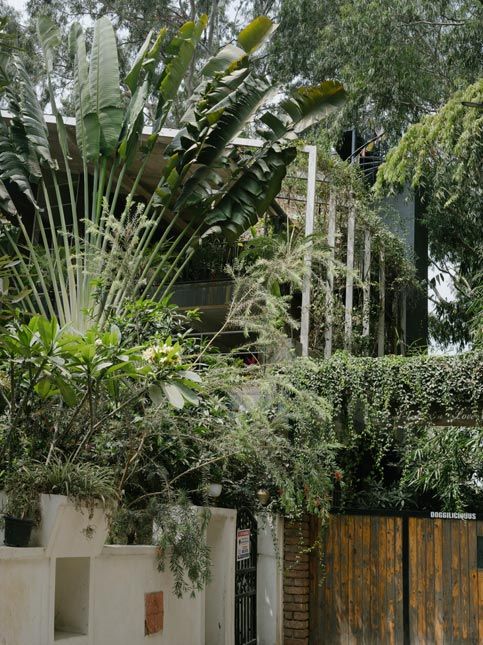 Beautiful home exterior with lush travelers palm and creeper vines – Beautiful Homes