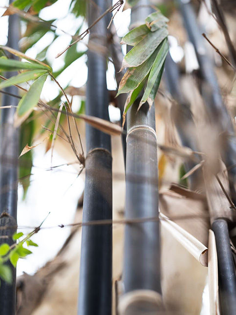 Close up of dark bamboo stalks with green leaves – Beautiful Homes