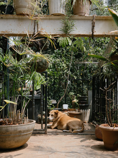 Light brown dog relaxing in a lush sunlit terrace garden – Beautiful Homes