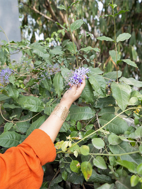 Woman hand holding purple petrea volubilis sandpaper vine flowers – Beautiful Homes
