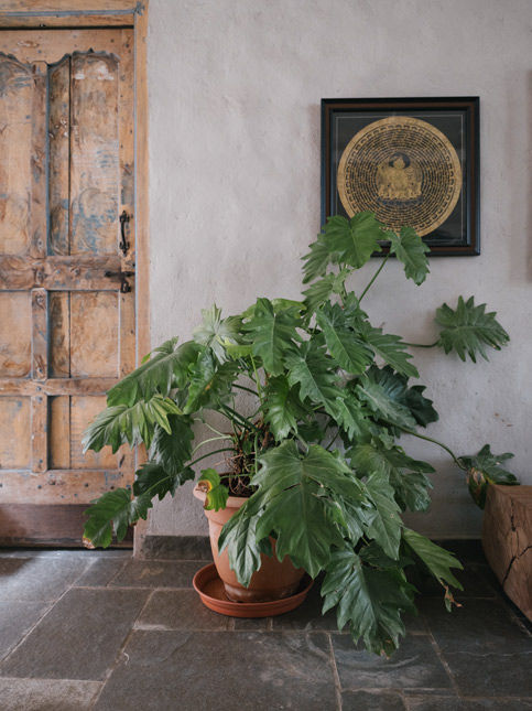Rustic wooden door and large split leaf philodendron plant – Beautiful Homes
