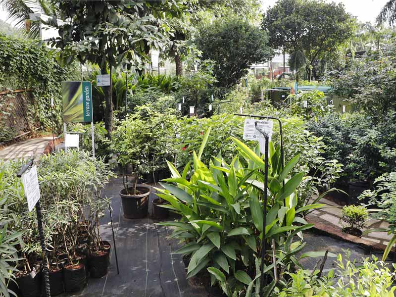 Go Green Panvel garden mall with trees flowers and potted plants - Beautiful Homes