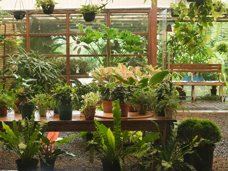 Kensho Greenery Karjat plant boutique with potted greens - Beautiful Homes