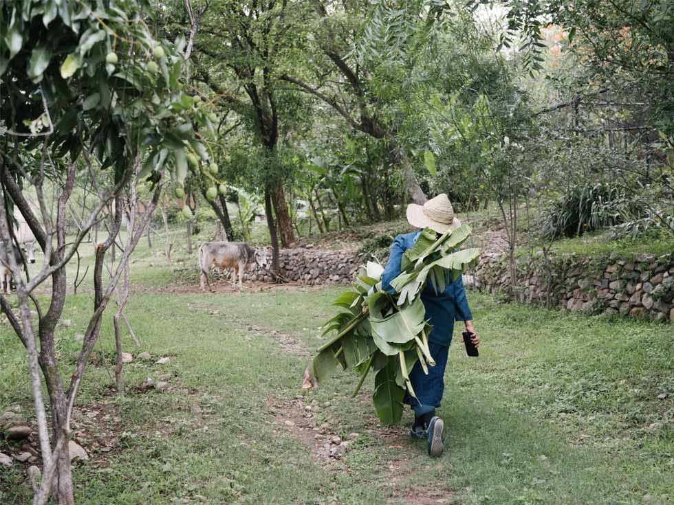 Chiaki Maki harvesting banana leaves at Ganga Maki farm - Beautiful Homes