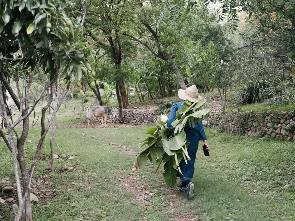 Chiaki Maki harvesting banana leaves at Ganga Maki farm - Beautiful Homes