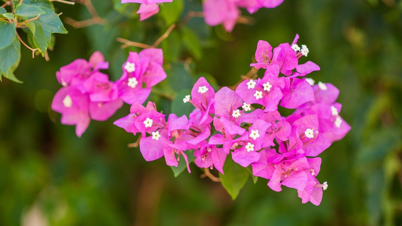 Indoor plants for beautiful house design - Beautiful Homes