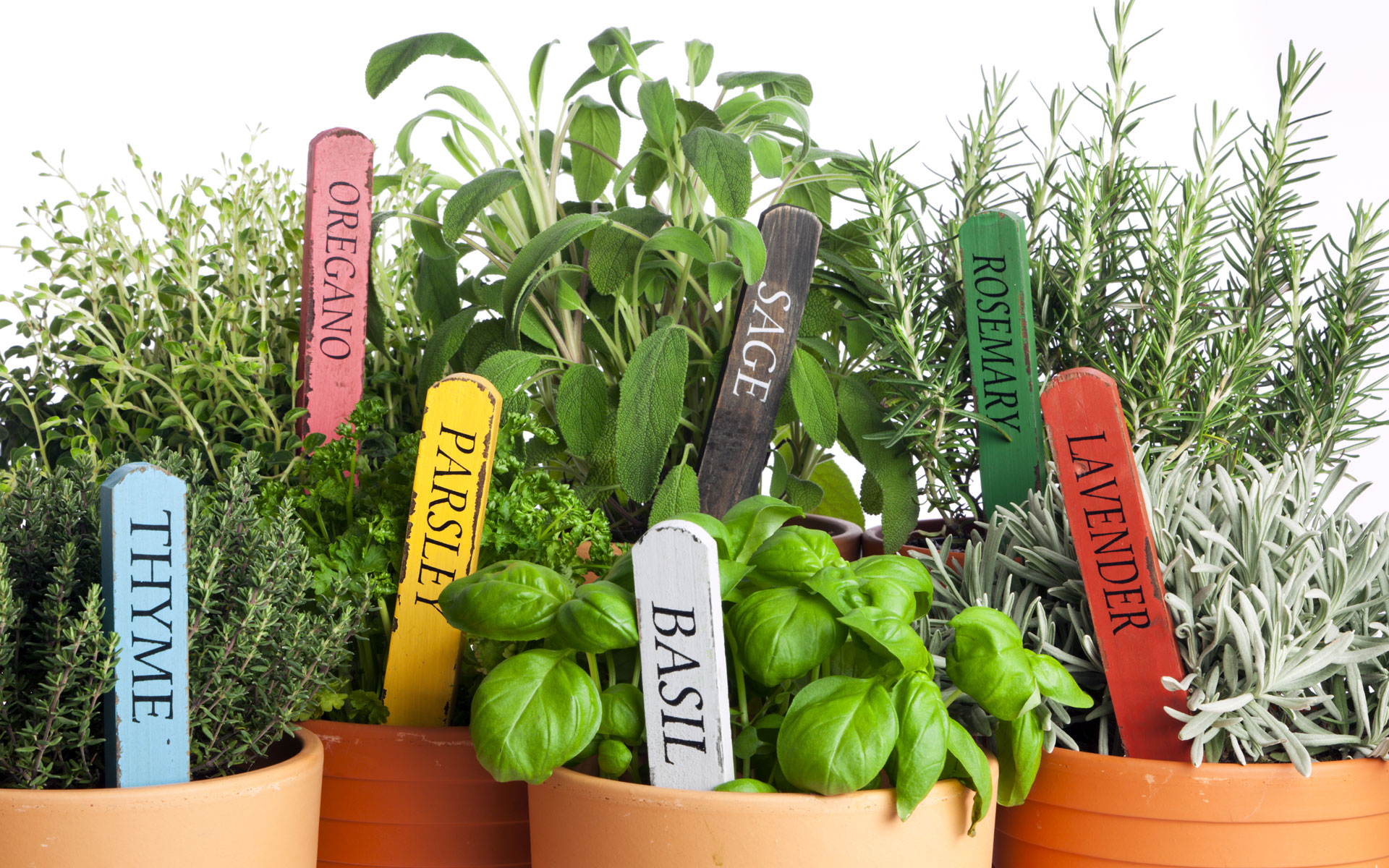 Herbal Garden Scheme