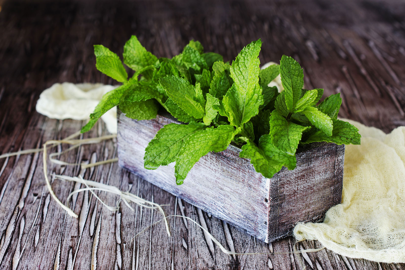 Choice of herbs that are easily available & easy to grow - Beautiful Homes