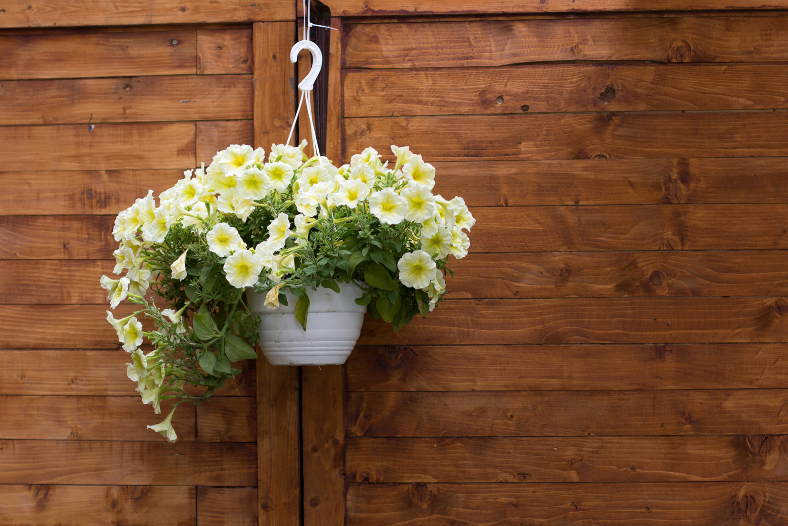 Suspend flower pots full of petunias for winter home décor - Beautiful Homes