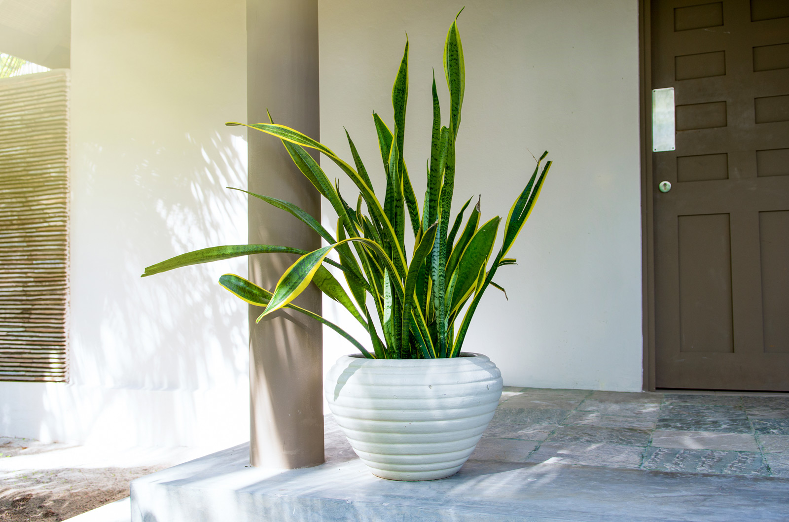Sanke plants for home décor - Beautiful Homes
