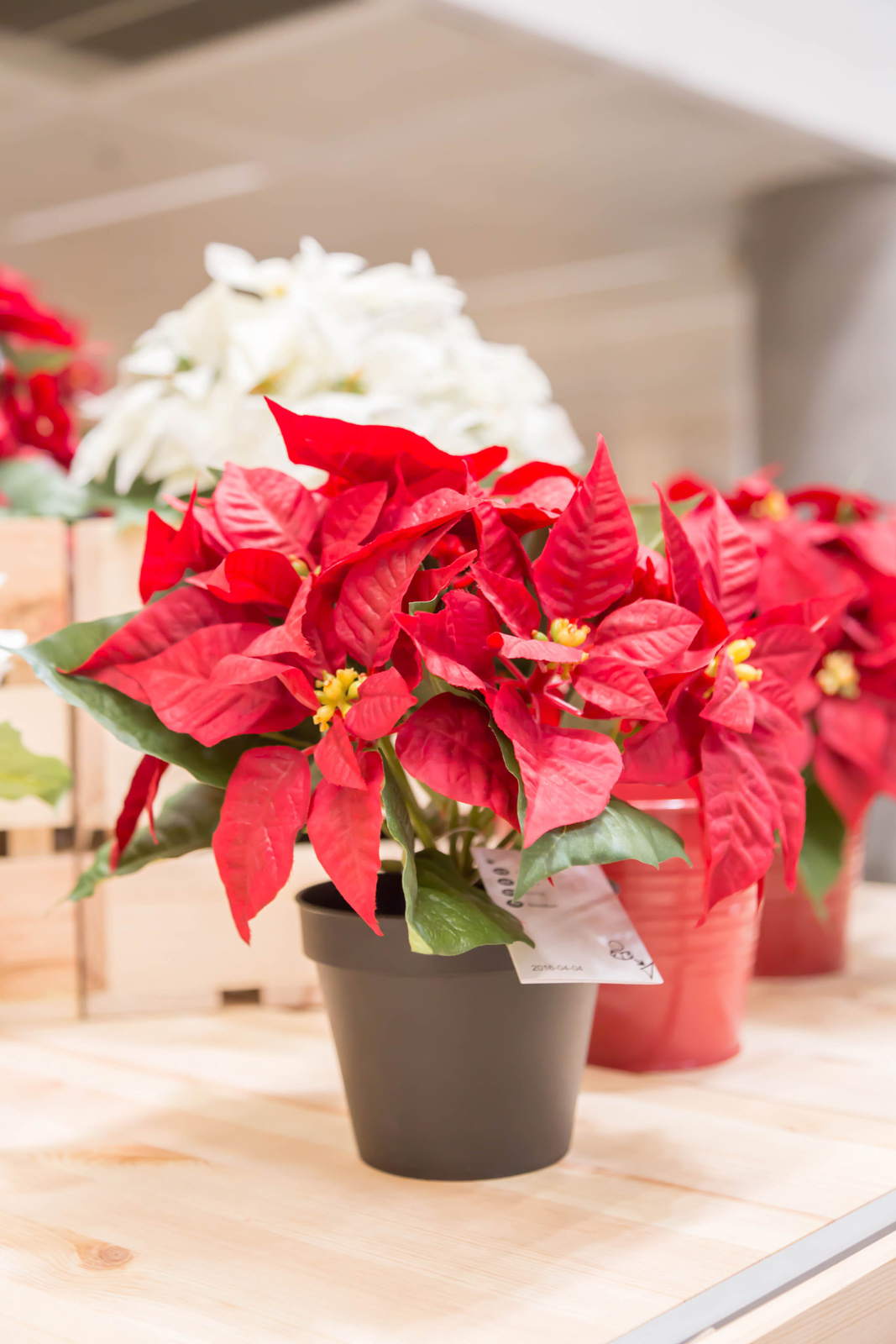 Bright red Poinsettias for winter home décor - Beautiful Homes