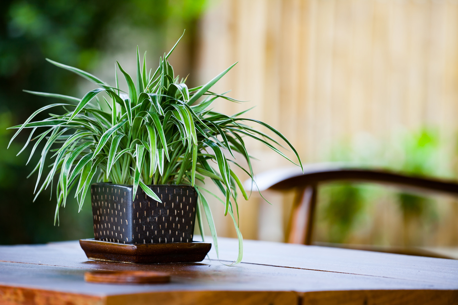 Spider plants for winter home décor - Beautiful Homes