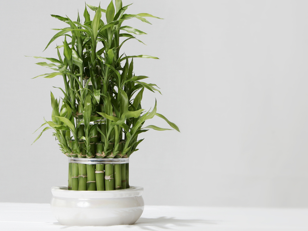 Feng Shui Bamboo for home décor - Beautiful Homes