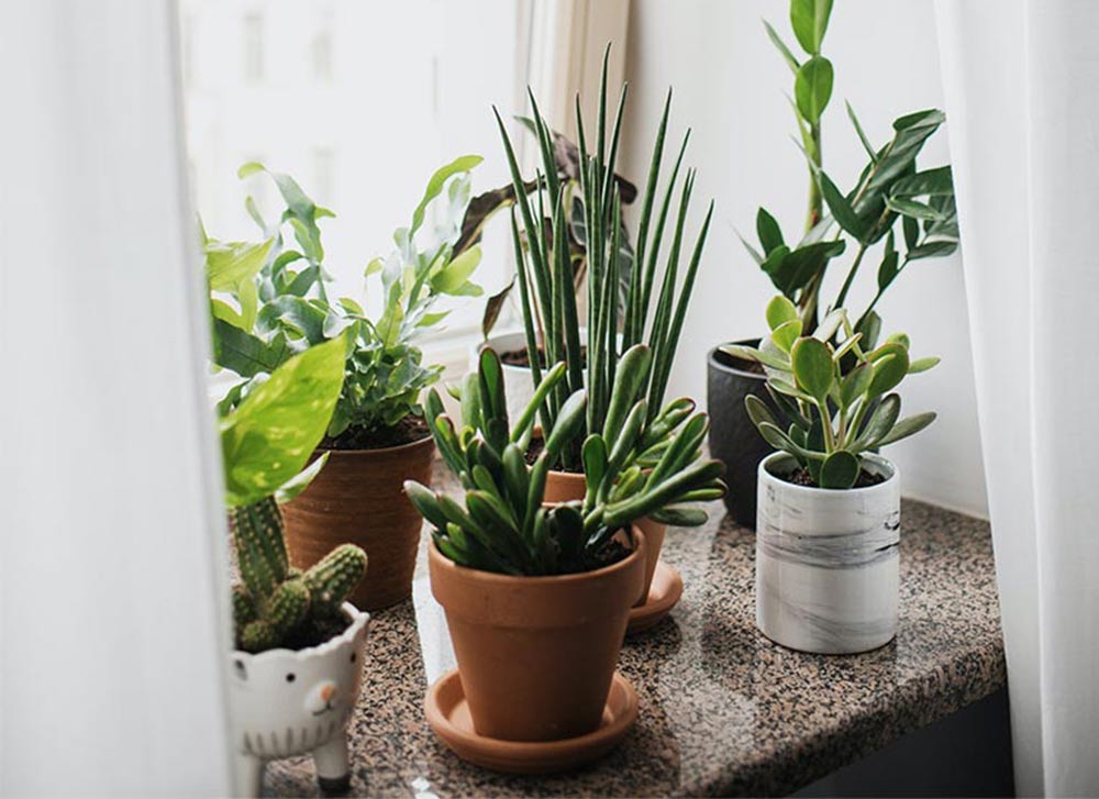 Several potted plants by the window, white curtains and walls