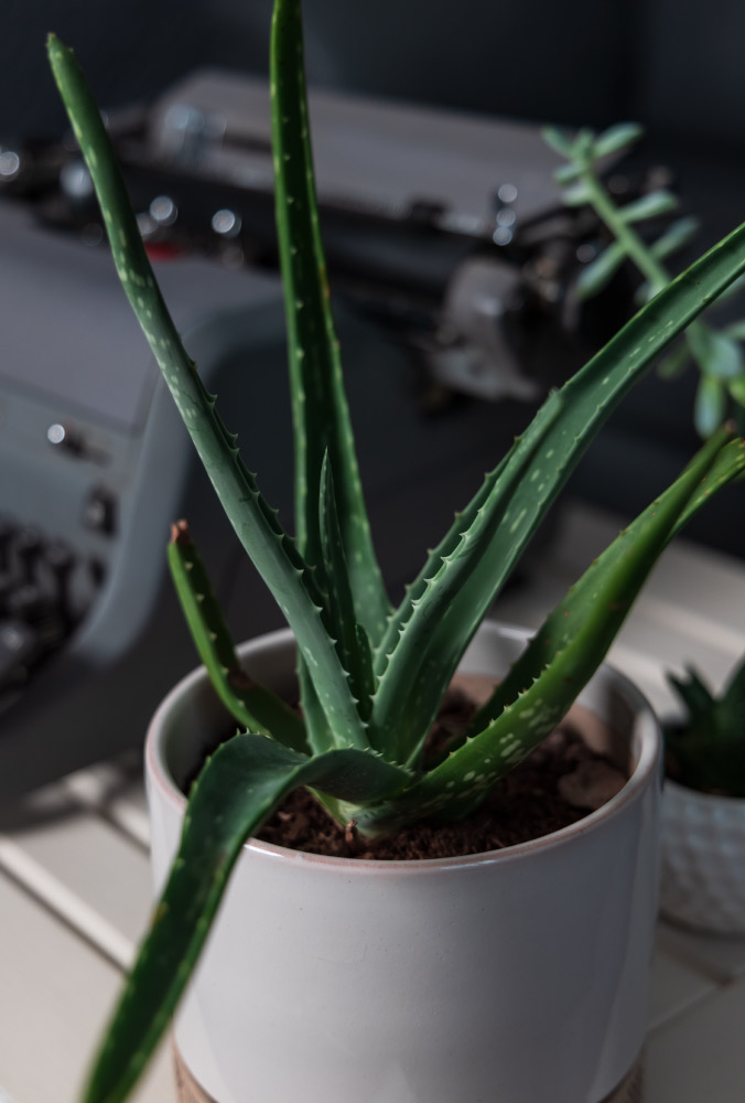 Aloe Vera