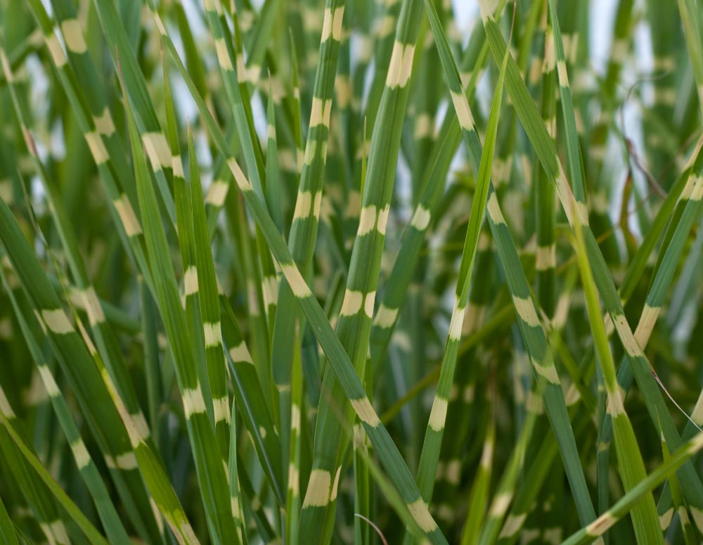 Zebra Grass