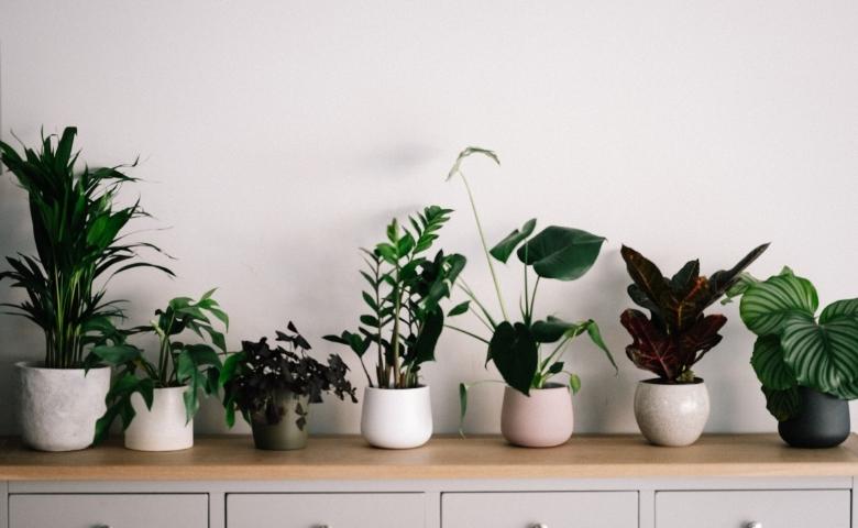 Best indoor air purifying plants to design your home - Beautiful Homes