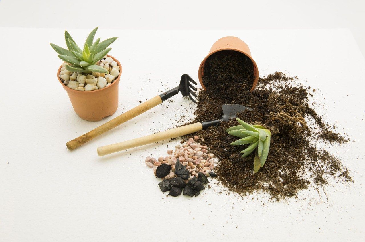 home succulent plants