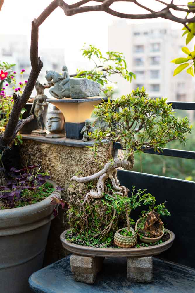 A bonsai plant in a corner of a terrace with accessories placed around it