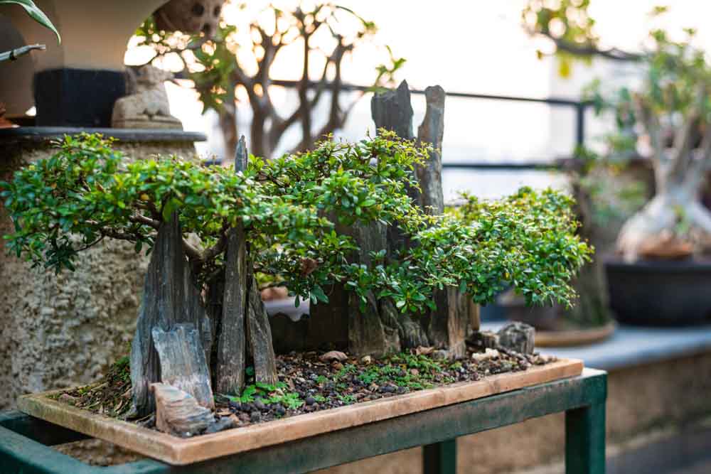  A bonsai plant with tall rocks placed along with it - Beutiful Homes