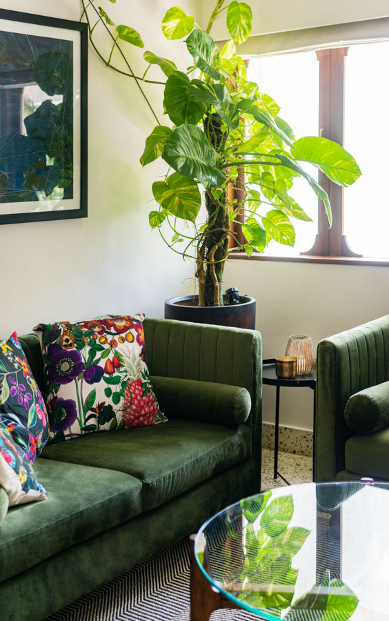 Big pothos plant in living room with green sofas, patterned cushions, bright sunlight and art piece on the wall - Beautiful Homes