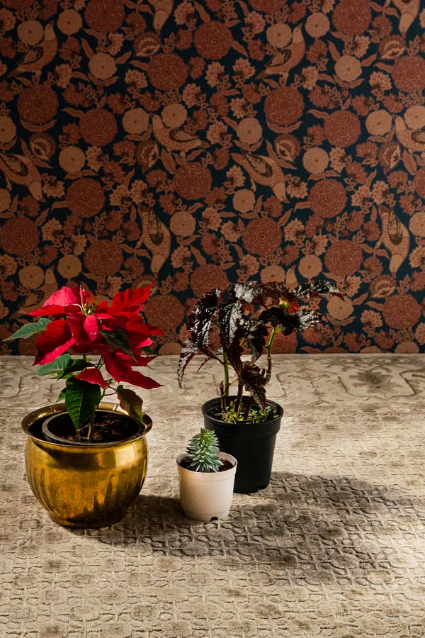 Plants like Poinsettia, Crassula Pagoda and Black Begonia make for great mini Christmas trees due to their appearance and colours - Beautiful Homes